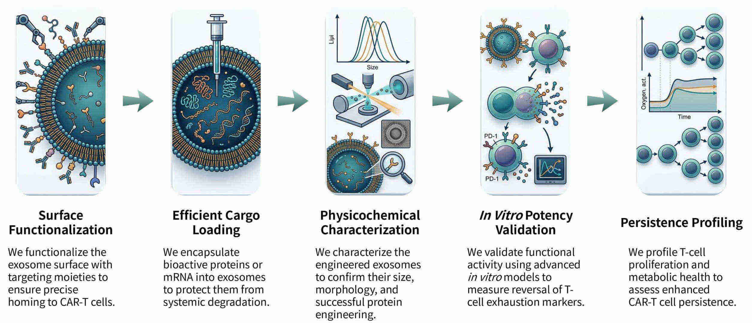 Workflow of CAR-exosome development for cell-free CAR-immunotherapy at Creative Biolabs. (Creative Biolabs Original)