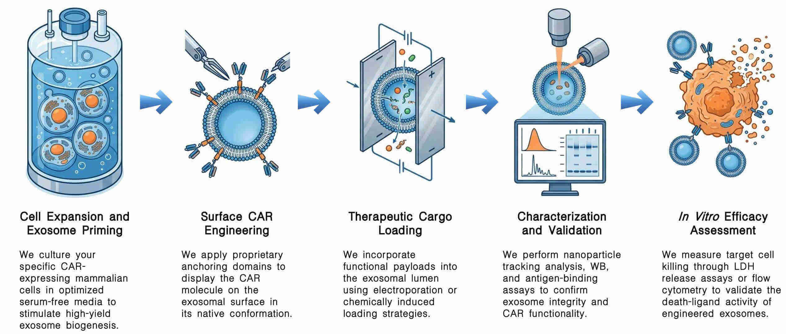 Workflow of exosome engineering services for CAR-T support at Creative Biolabs. (Creative Biolabs Original)