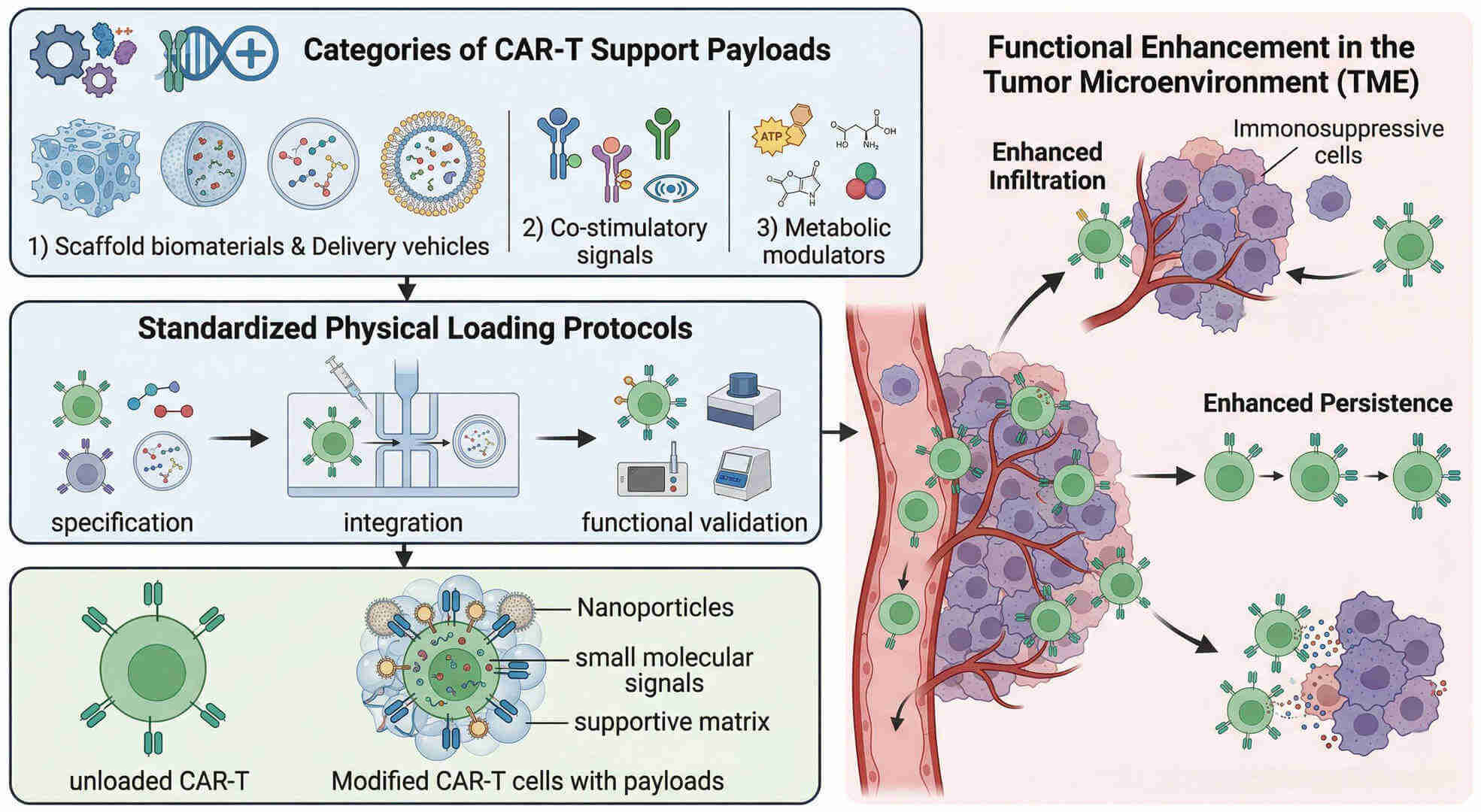 Fig.1 Uniform physical formulation methods for CAR‑T supportive modalities. (Creative Biolabs Original)