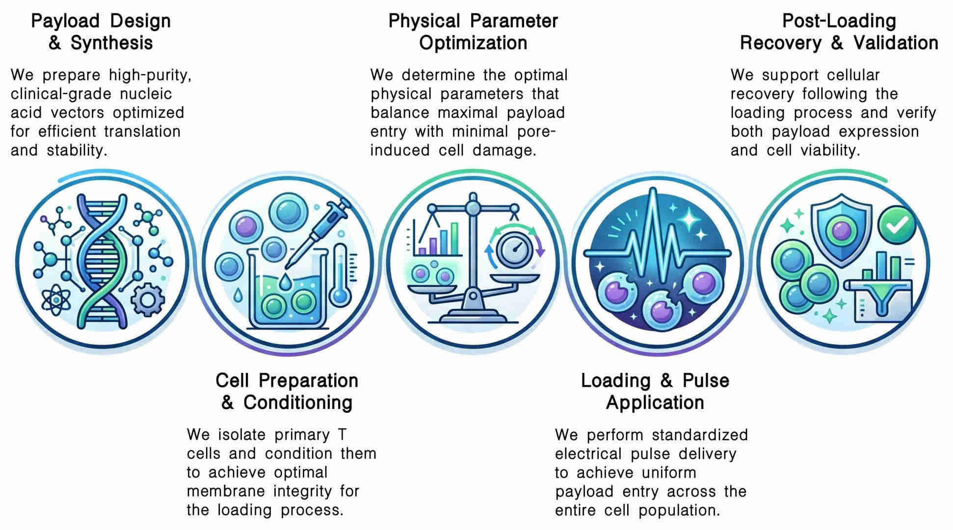 Workflow of standardized physical loading protocols for CAR-T support payloads at Creative Biolabs. (Creative Biolabs Original)