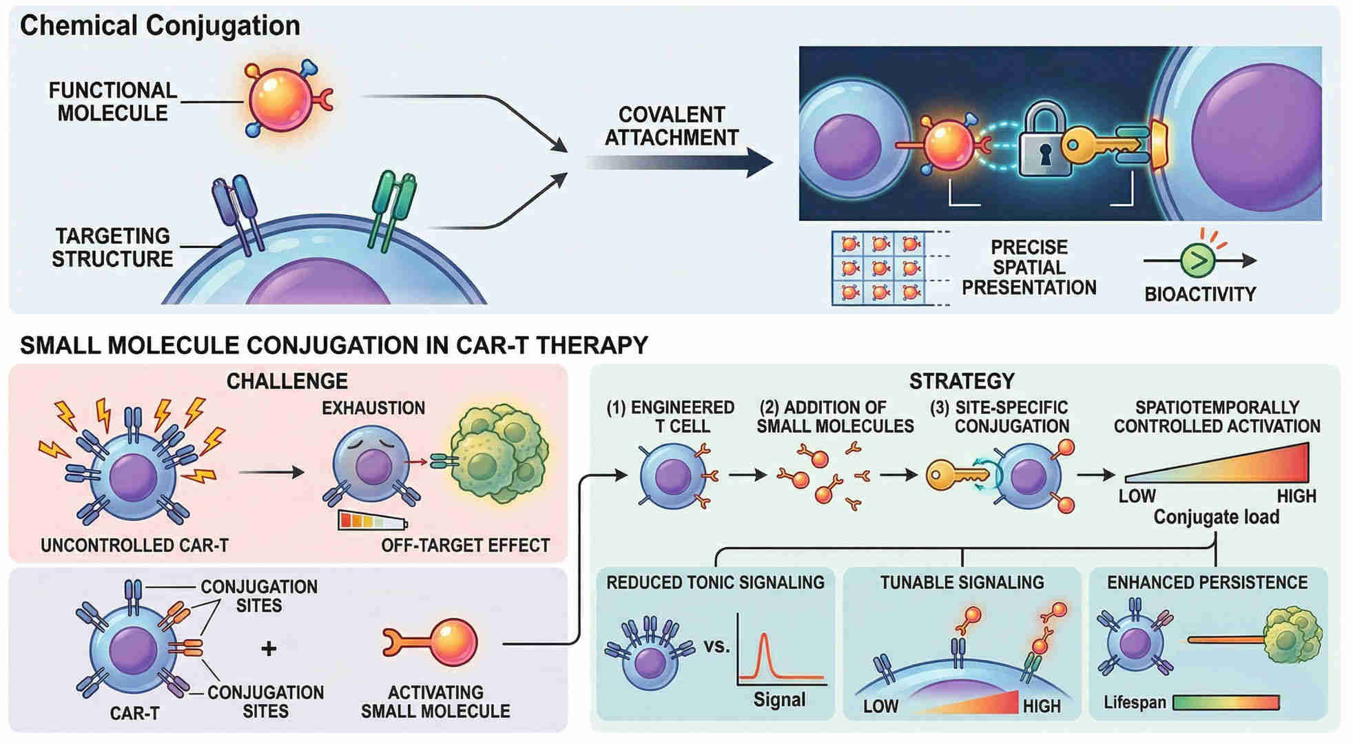 Fig.1 Precision conjugation of bioactive small molecules in CAR‑T therapeutics. (Creative Biolabs Original)