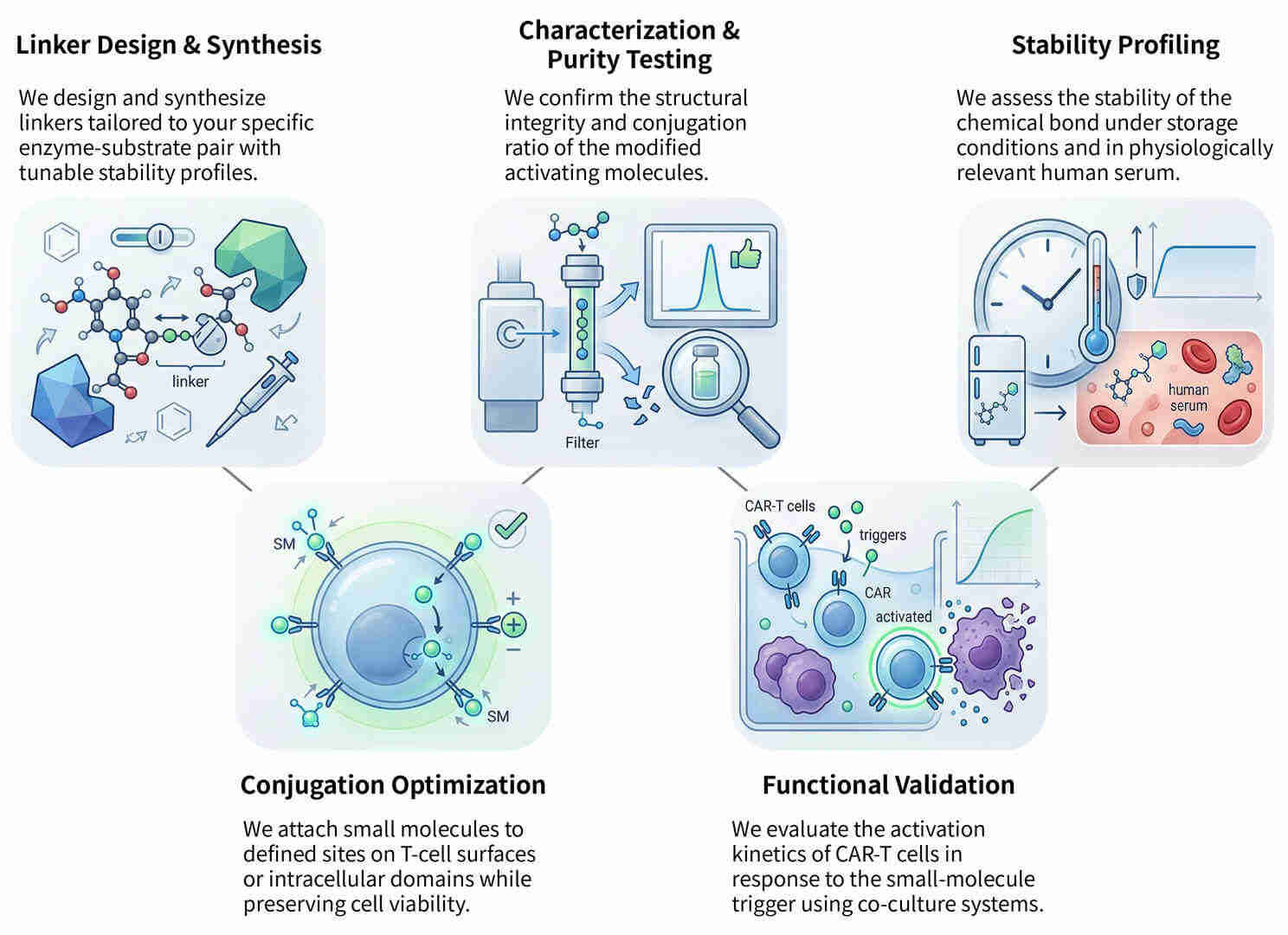 Workflow of chemical conjugation of CAR-T activating small molecules at Creative Biolabs. (Creative Biolabs Original)