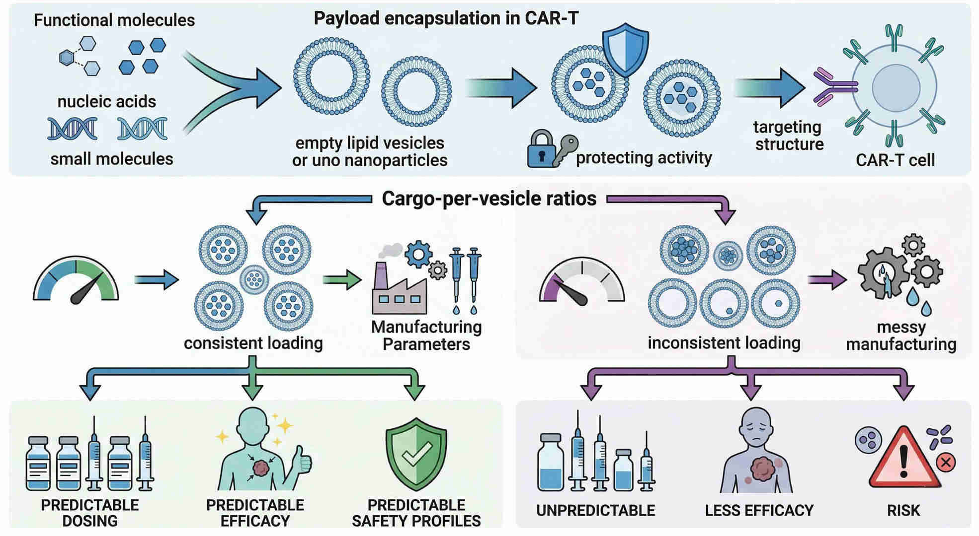 Fig.1 Profiling payload encapsulation and vesicle loading ratios in CAR‑T platforms. (Creative Biolabs Original)