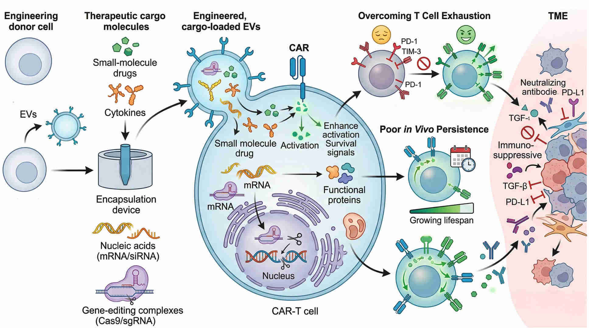 Fig.1 Engineered vesicle cargo strategies to boost CAR‑T therapy. (Creative Biolabs Original)