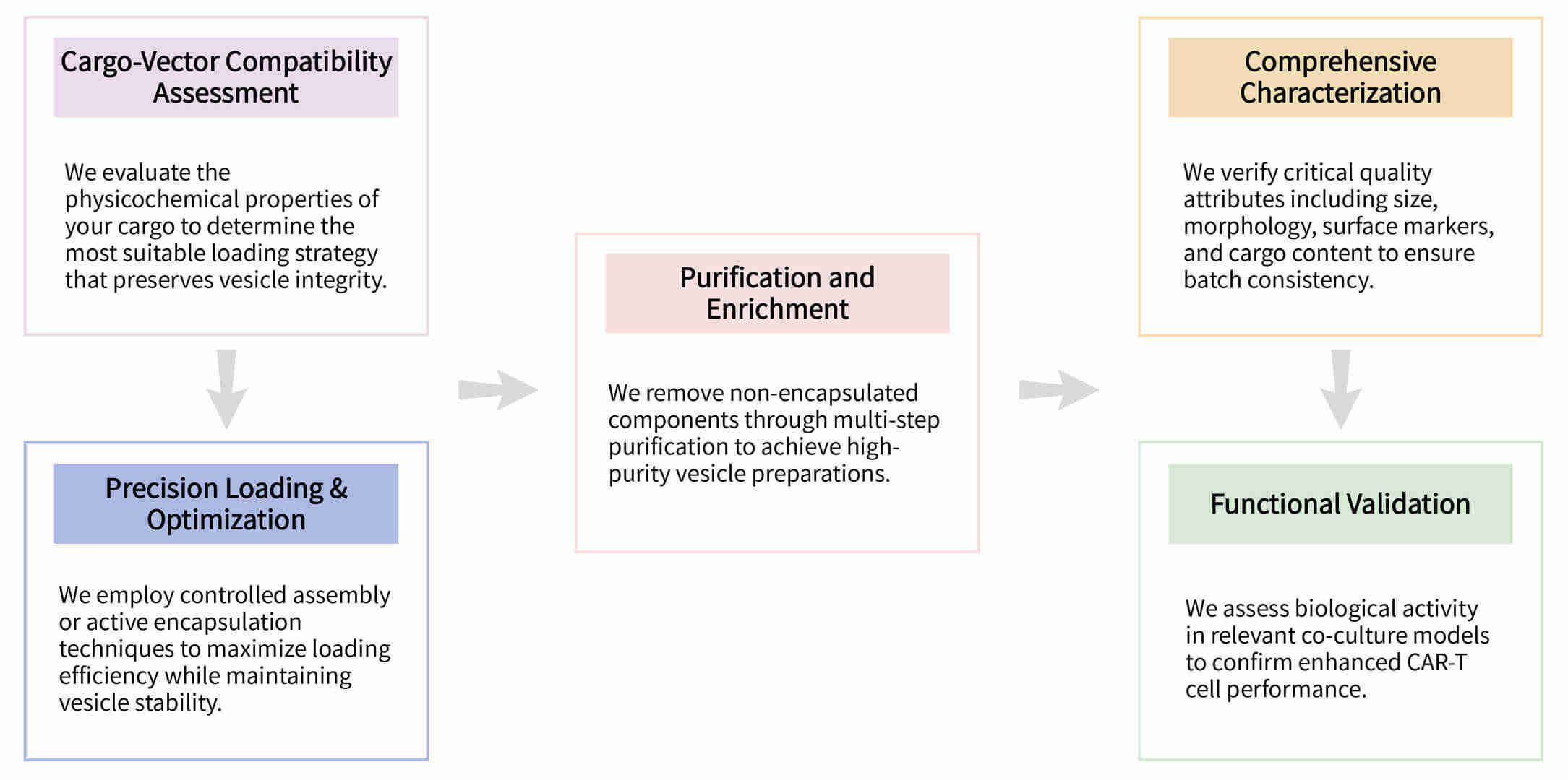 Workflow of therapeutic cargo loading for CAR-T enhancing vesicles at Creative Biolabs. (Creative Biolabs Original)