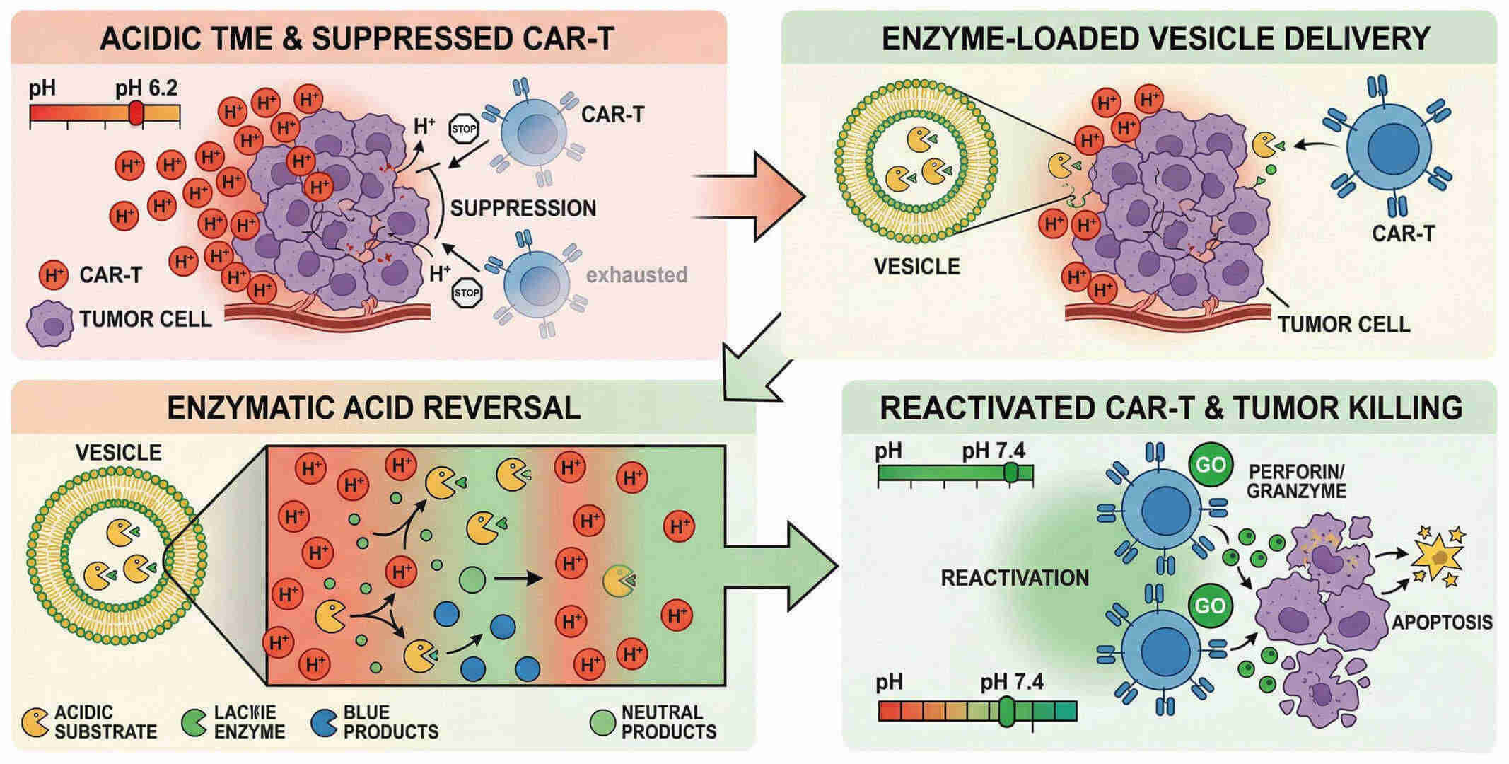 Fig.1 Targeting tumor acidity with enzyme-loaded vesicles for CAR-T enhancement. (Creative Biolabs Original)