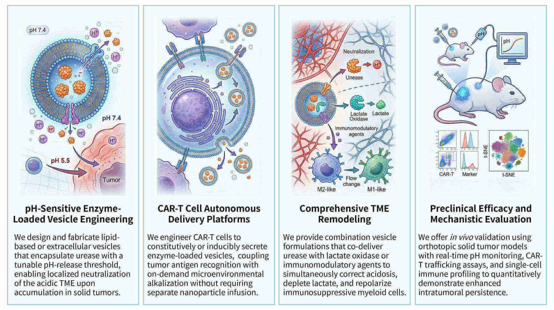 Featured services of CAR-T acidification reversal via enzyme-loaded vesicles at Creative Biolabs. (Creative Biolabs Original)