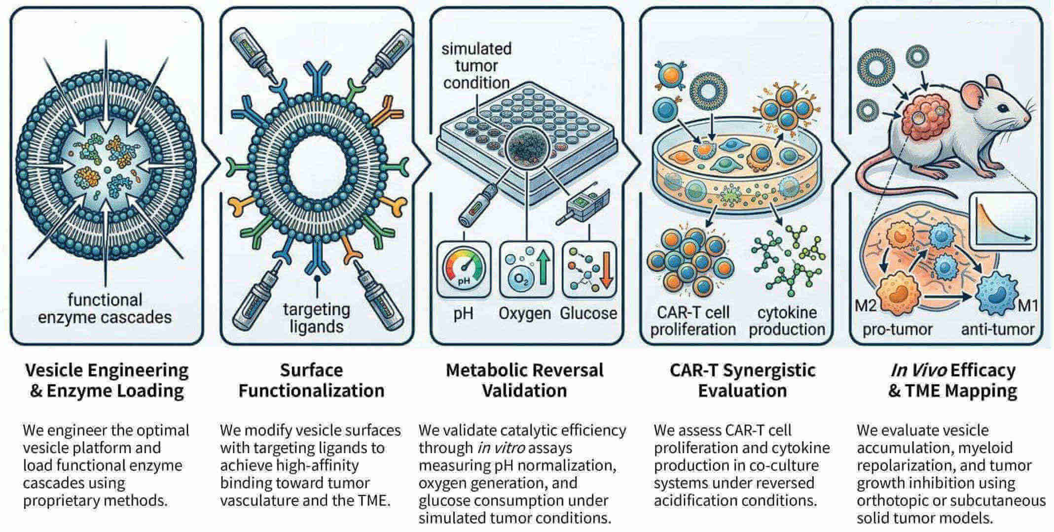 Workflow of CAR-T acidification reversal via enzyme-loaded vesicles at Creative Biolabs. (Creative Biolabs Original)