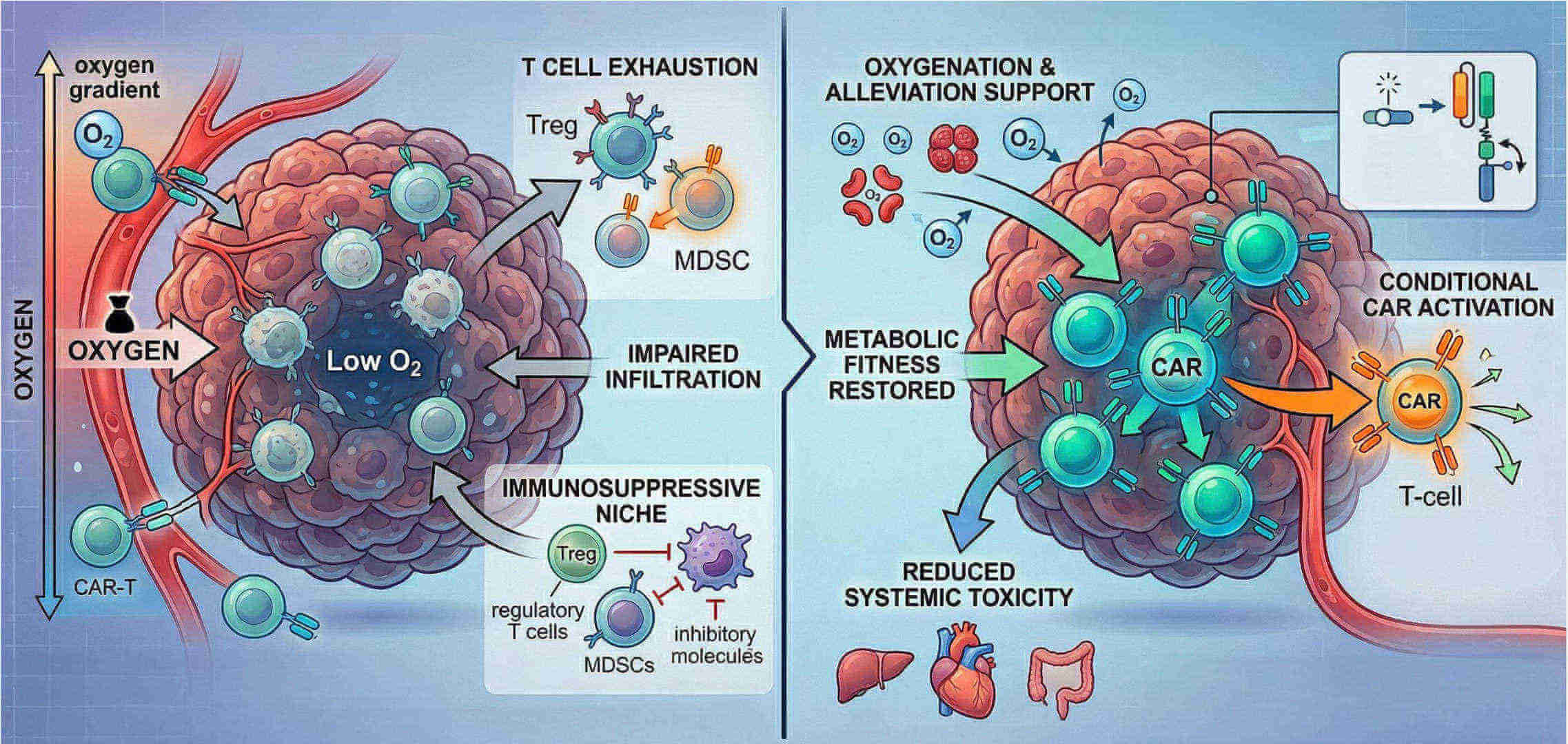 Fig.1 Tumor hypoxia reversal & CAR‑T potency restoration. (Creative Biolabs Original)