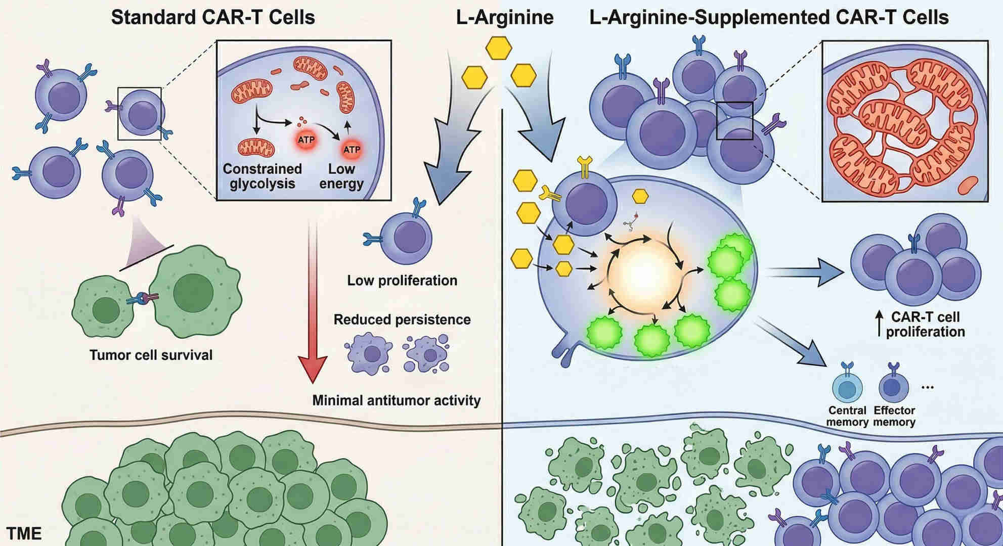 Fig.1 Fueling CAR‑T cell fitness: the role of Ttargeted L‑Arginine supplementation. (Creative Biolabs Original)