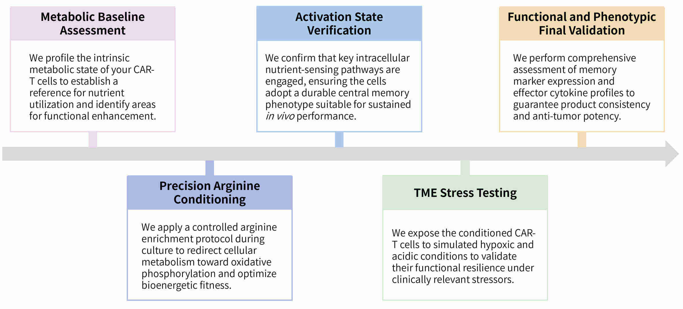 Workflow of targeted nutrient supplementation (L-Arginine) for CAR-T metabolic fuel at Creative Biolabs. (Creative Biolabs Original)