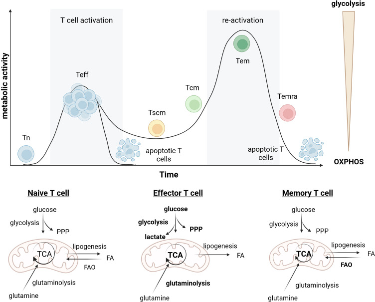 Fig.1 The role of metabolism in T cell differentiation. (OA Literature)