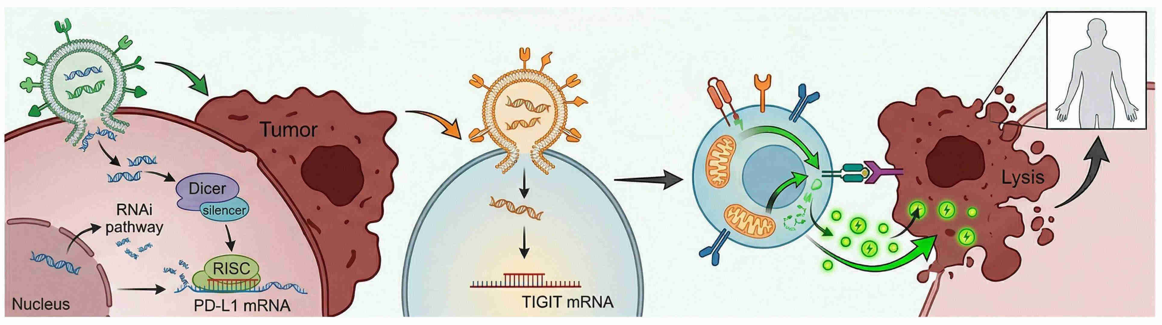 Fig.1 Dual genetic silencing of PD-L1 and TIGIT using vesicle-based delivery for CAR-T cell protection. (Creative Biolabs Original)