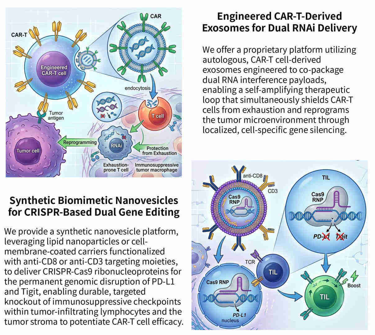 Featured services of genetic silencing of PD-L1/TIGIT via vesicles for CAR-T protection at Creative Biolabs. (Creative Biolabs Original)