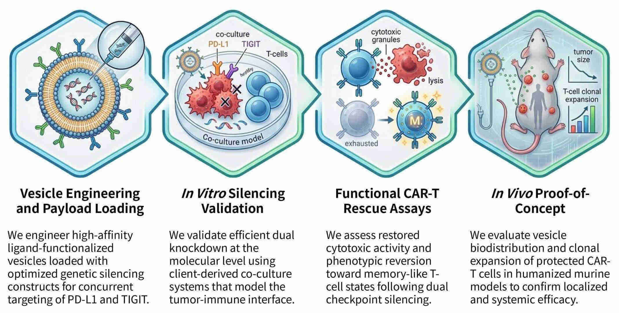 Workflow of genetic silencing of PD-L1/TIGIT via vesicles for CAR-T protection at Creative Biolabs. (Creative Biolabs Original)