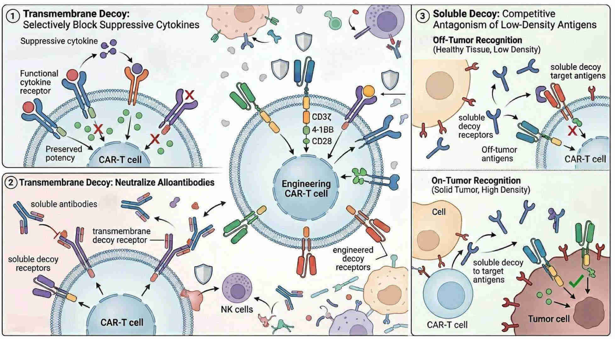 Fig.1 Engineering competitive decoy receptors to prevent CAR‑T off‑signal. (Creative Biolabs Original)