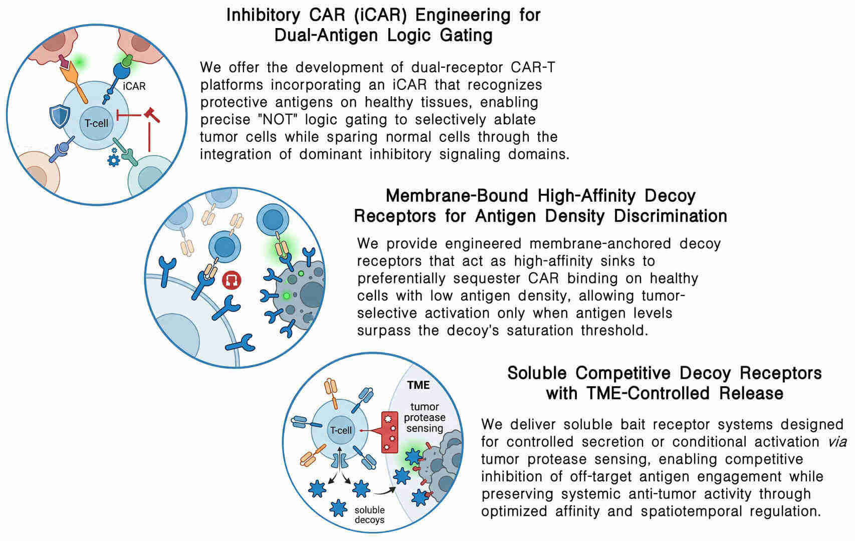 Featured services of development of competitive decoy receptors for CAR-T "off-signal" prevention at Creative Biolabs. (Creative Biolabs Original)