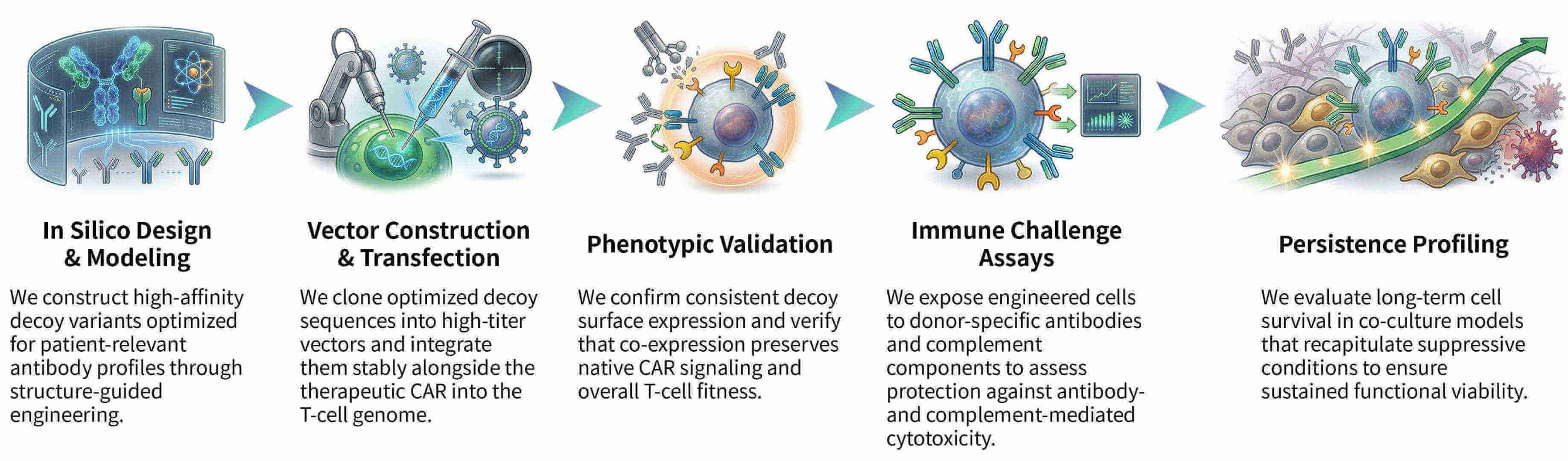Workflow of development of competitive decoy receptors for CAR-T "off-signal" prevention at Creative Biolabs. (Creative Biolabs Original)