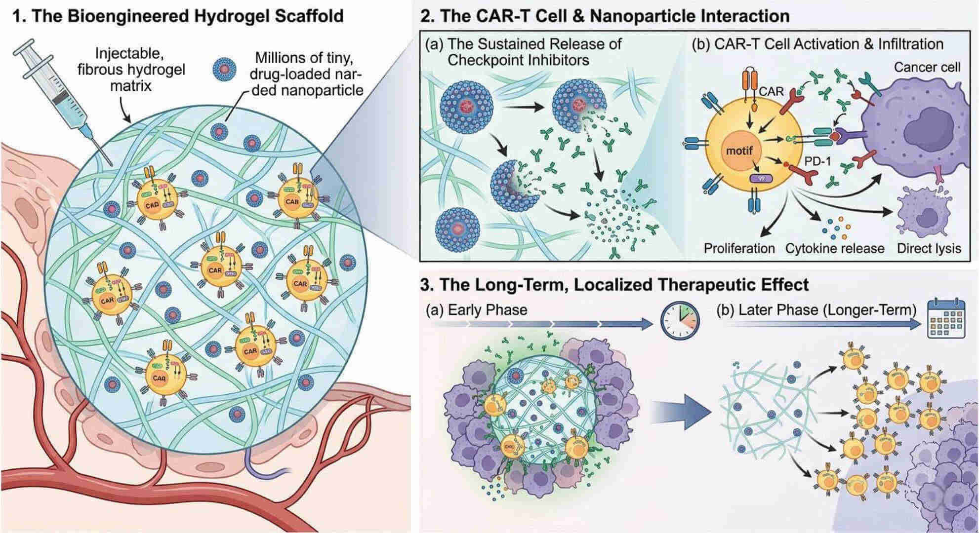 Fig.1 Sustained local delivery for lasting CAR-T immune checkpoint inhibition. (Creative Biolabs Original)