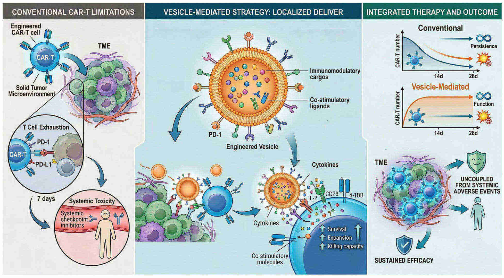 Fig.1 Vesicle-enabled checkpoint suppression for long-lasting CAR-T efficacy. (Creative Biolabs Original)