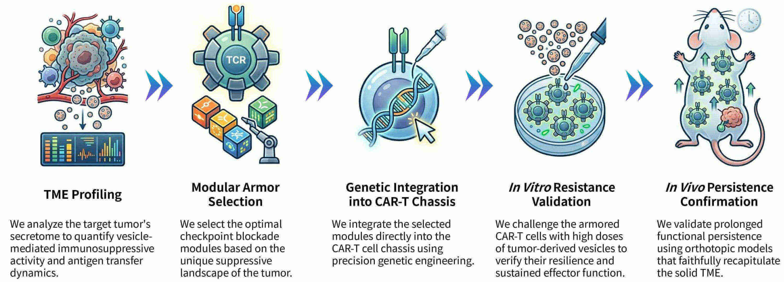 Workflow of vesicle-mediated checkpoint blockade for sustained CAR-T activation at Creative Biolabs. (Creative Biolabs Original)