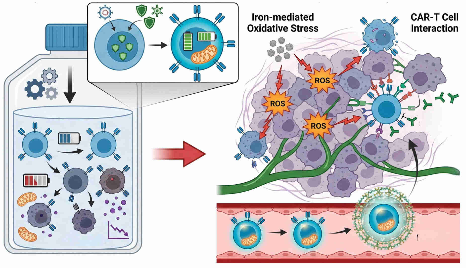 Fig.1 Functional cargo loading and formulation for CAR-T potentiation. (Creative Biolabs Original)