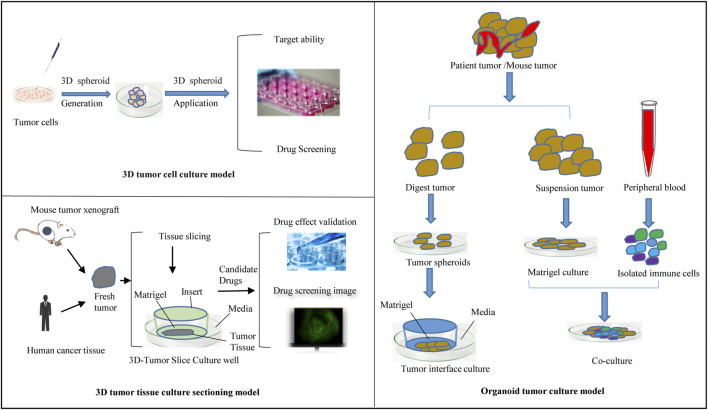 Fig.1 Types of 3D tumor culture approaches for xenograft and patient-derived models. (OA Literature)
