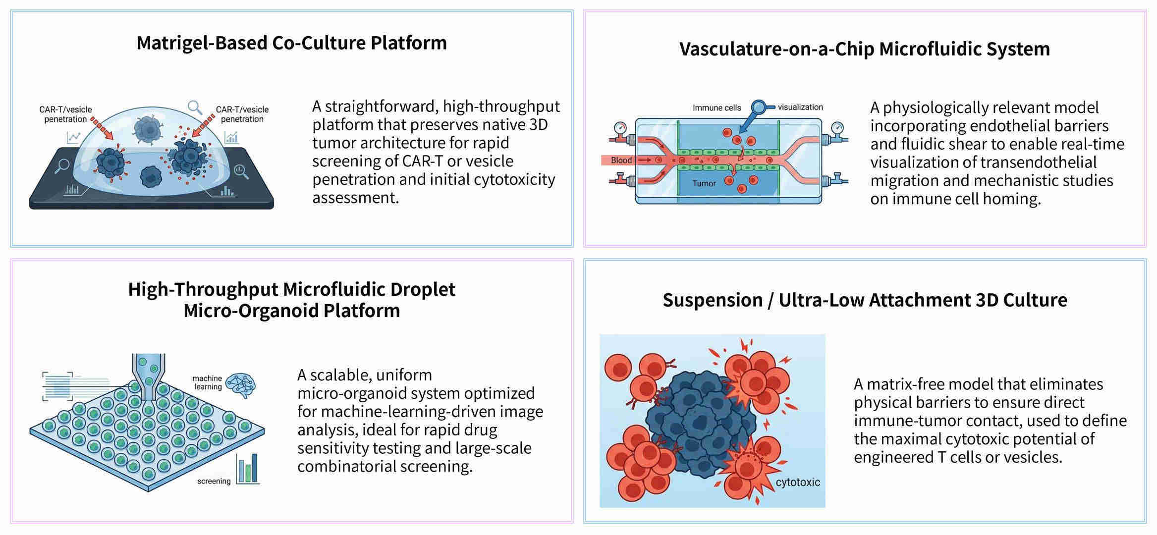 Featured services of 3D tumor organoid penetration assays for vesicle & CAR-T homing at Creative Biolabs. (Creative Biolabs Original)