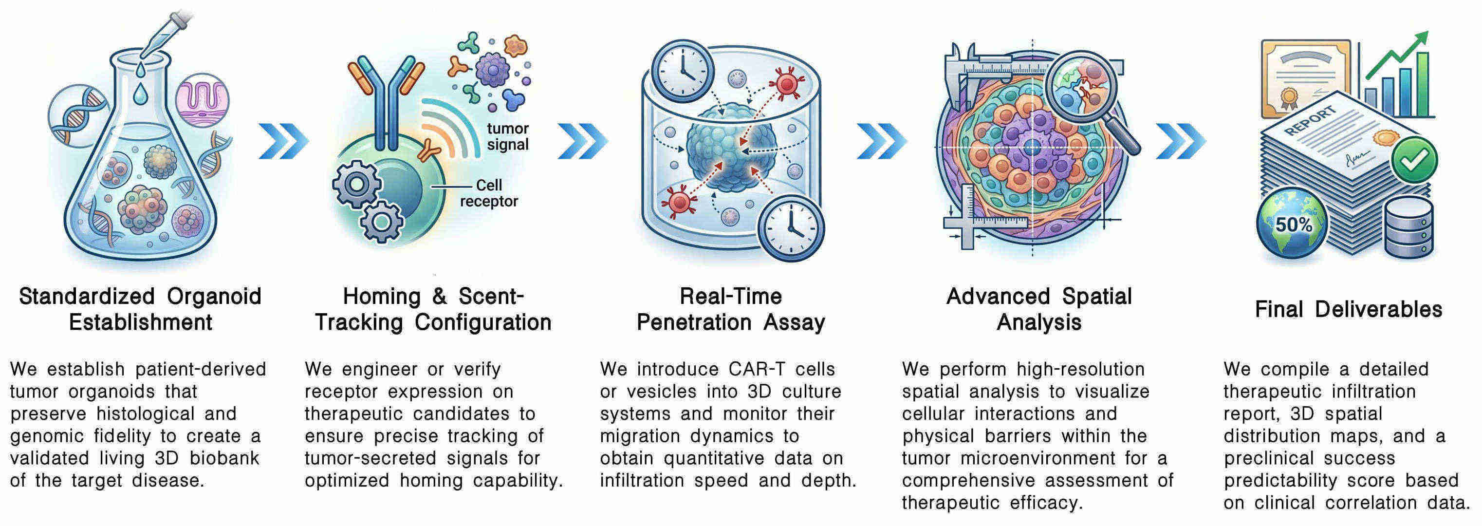 Workflow of 3D tumor organoid penetration assays for vesicle & CAR-T homing at Creative Biolabs. (Creative Biolabs Original)