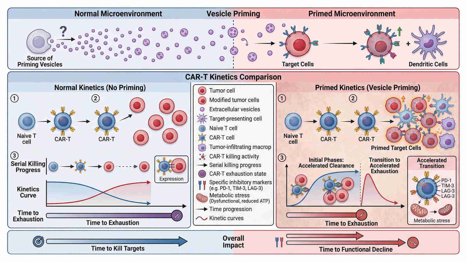 Fig.1 Sequential killing efficiency and exhaustion dynamics of vesicle-primed CAR-T cells. (Creative Biolabs Original)