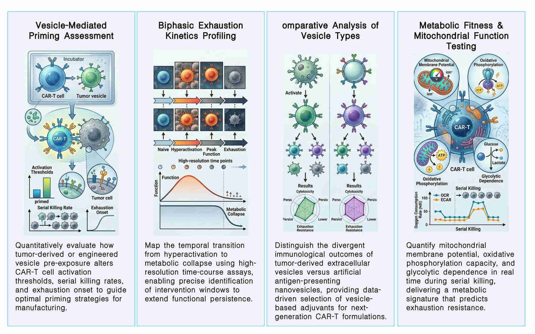 Featured services of serial killing & exhaustion kinetics of CAR-T under vesicle priming at Creative Biolabs. (Creative Biolabs Original)