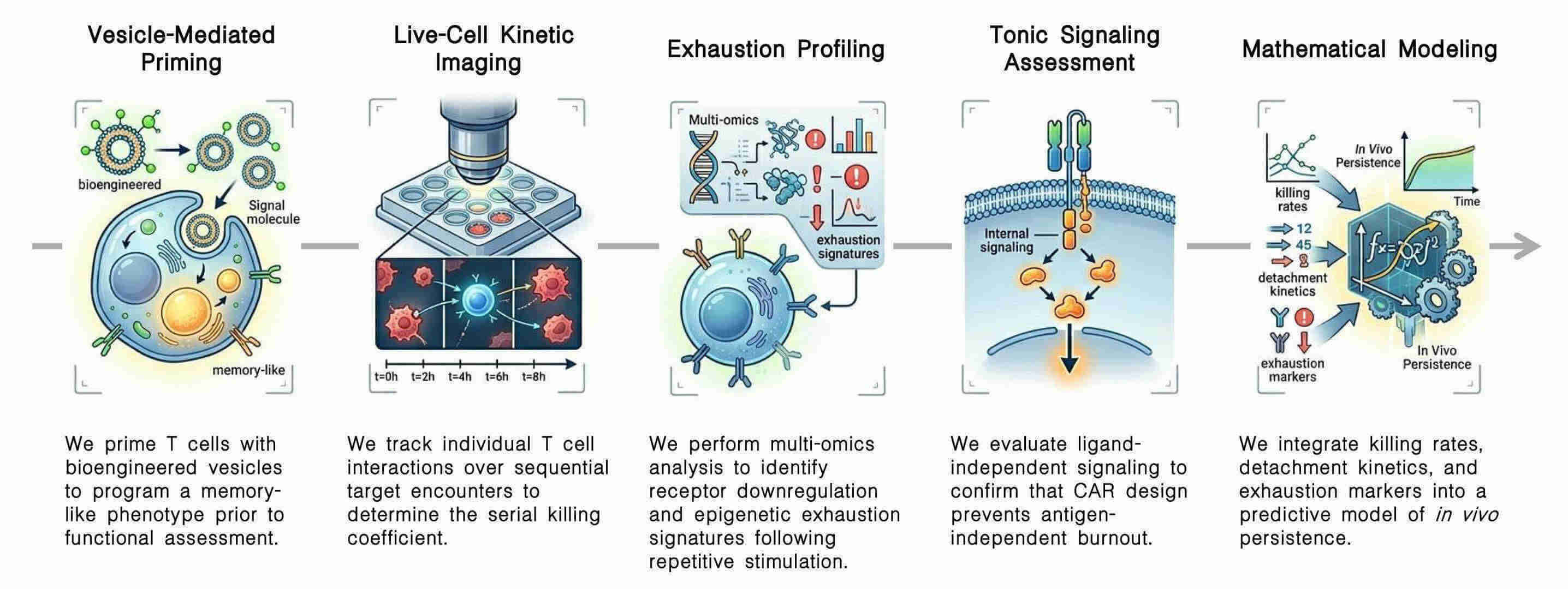 Workflow of serial killing & exhaustion kinetics of CAR-T under vesicle priming at Creative Biolabs. (Creative Biolabs Original)
