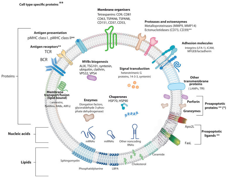 Fig.1 Engineered vesicle-driven CAR-T cell synergy. (OA Literature)
