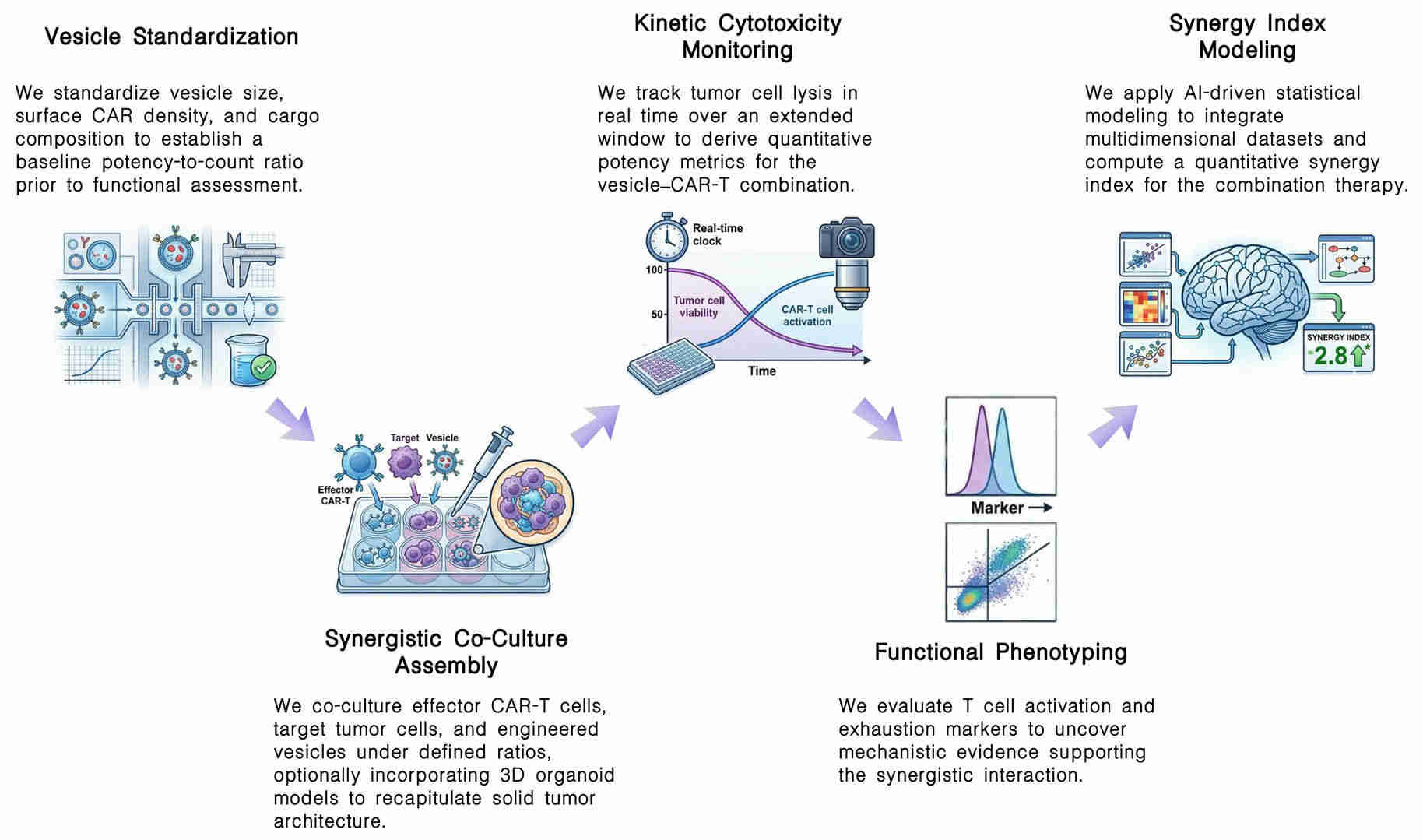 Workflow of in vitro potency assays for vesicle-CAR-T synergy validation at Creative Biolabs. (Creative Biolabs Original)