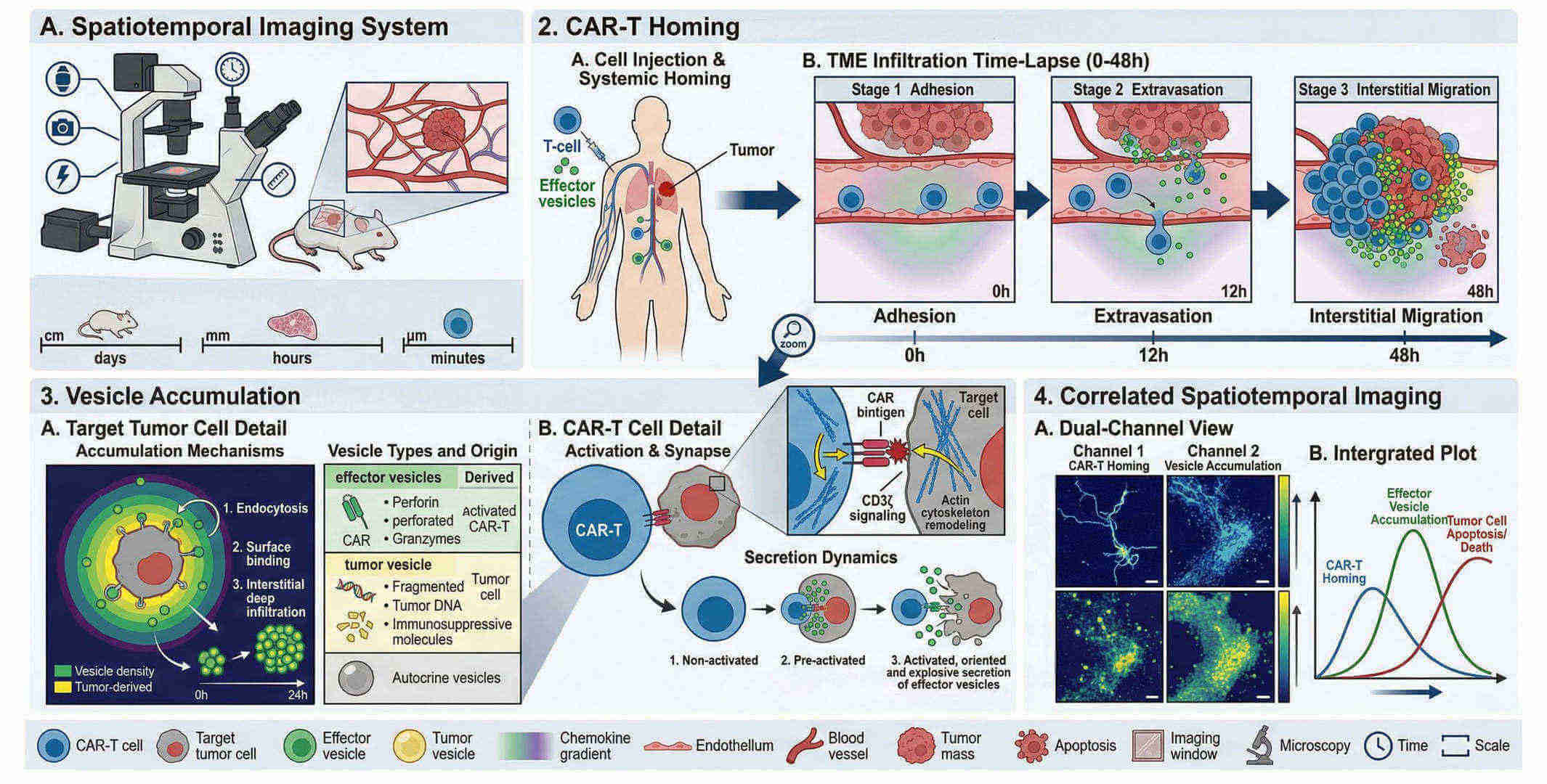 Fig.1 High-resolution tracking of vesicle aggregation and CAR-T tumor infiltration. (Creative Biolabs Original)