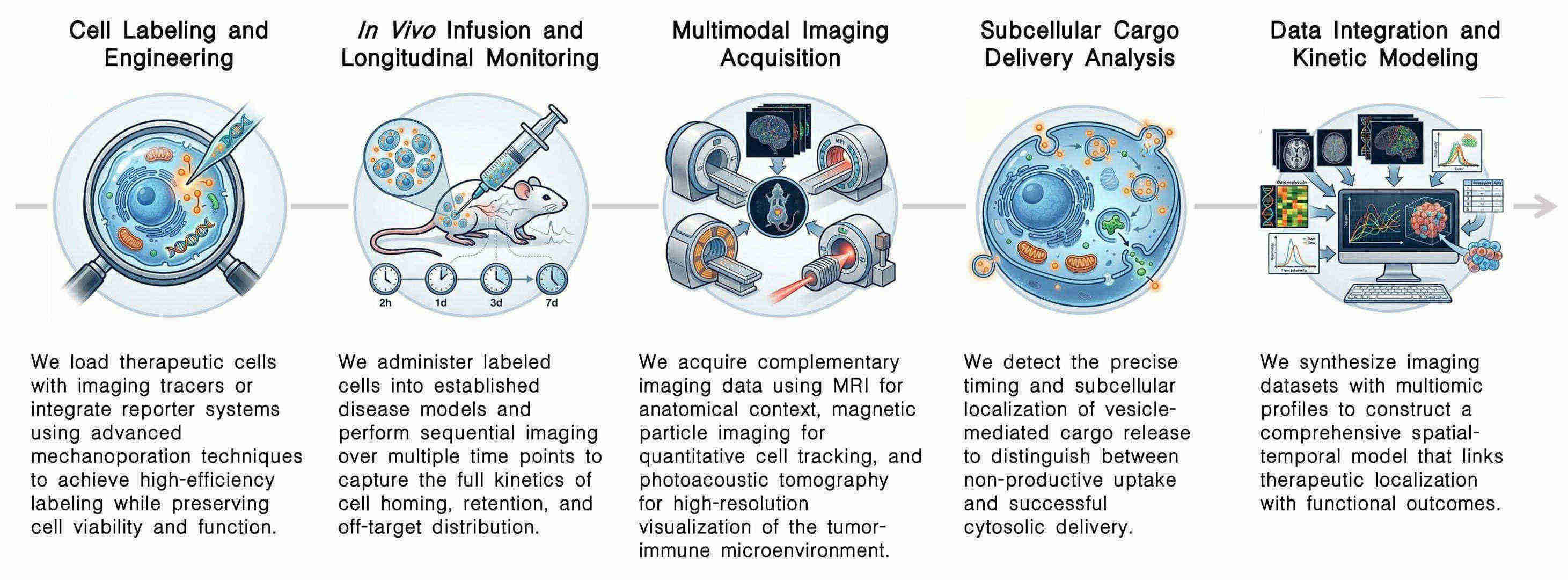 Workflow of spatiotemporal imaging of vesicle accumulation & CAR-T homing at Creative Biolabs. (Creative Biolabs Original)