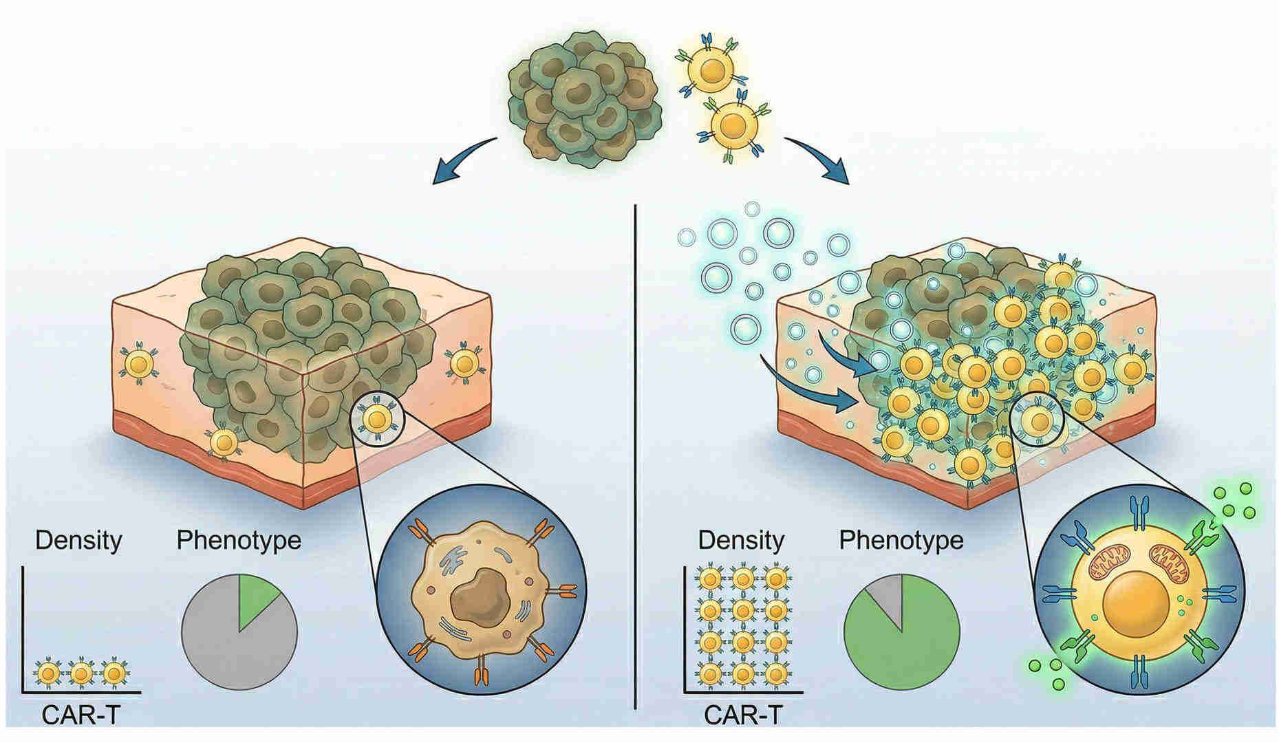 Fig.1 Determining CAR-T density and phenotypic changes within TILs after vesicle-based treatment. (Creative Biolabs Original)