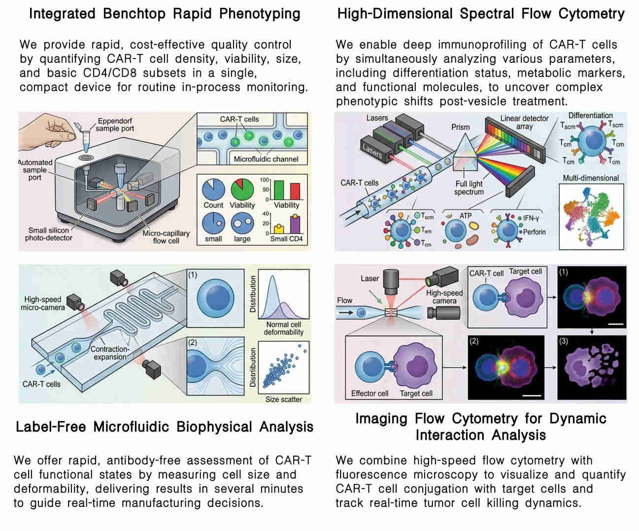 Featured services of quantifying CAR-T density & phenotype post-vesicle treatment at Creative Biolabs. (Creative Biolabs Original)