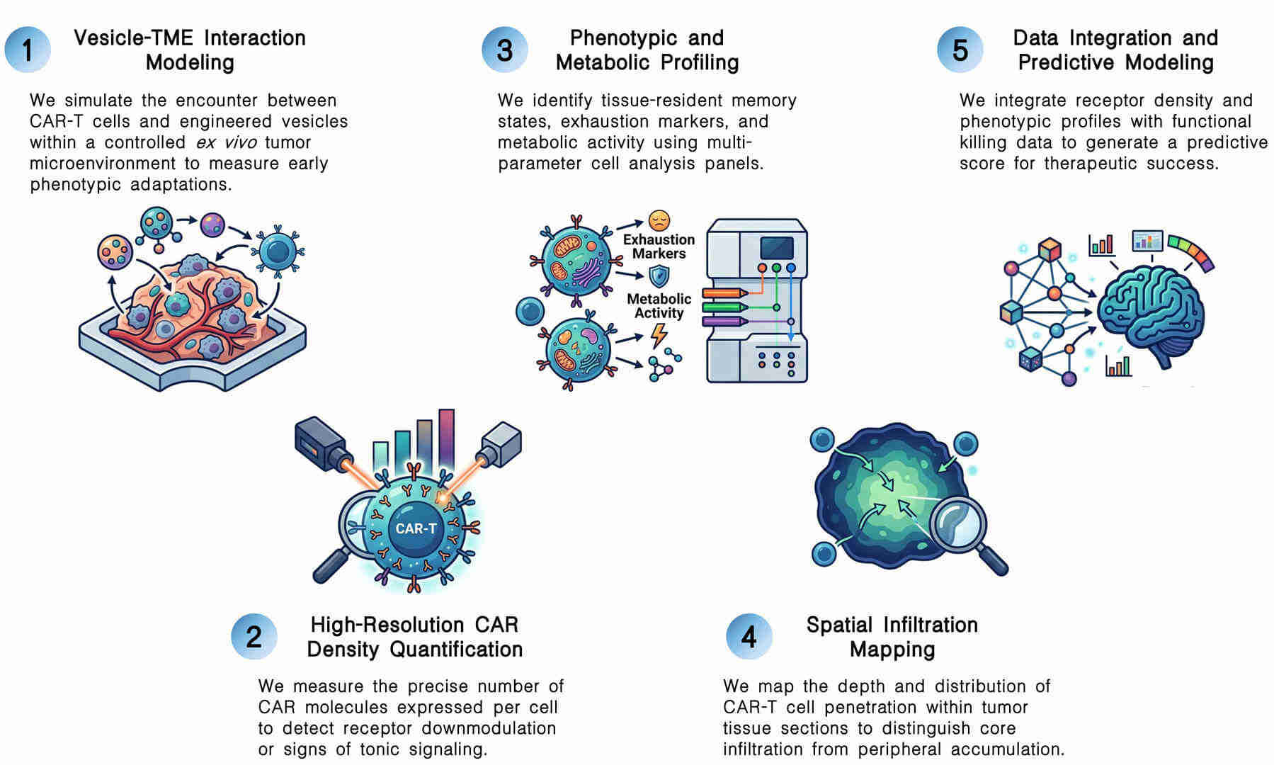 Workflow of quantifying CAR-T density & phenotype post-vesicle treatment at Creative Biolabs. (Creative Biolabs Original)