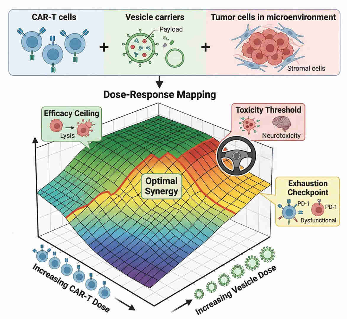 Fig.1 Exposure-response modeling for CAR-T cells combined with vesicle-based formulations. (Creative Biolabs Original)
