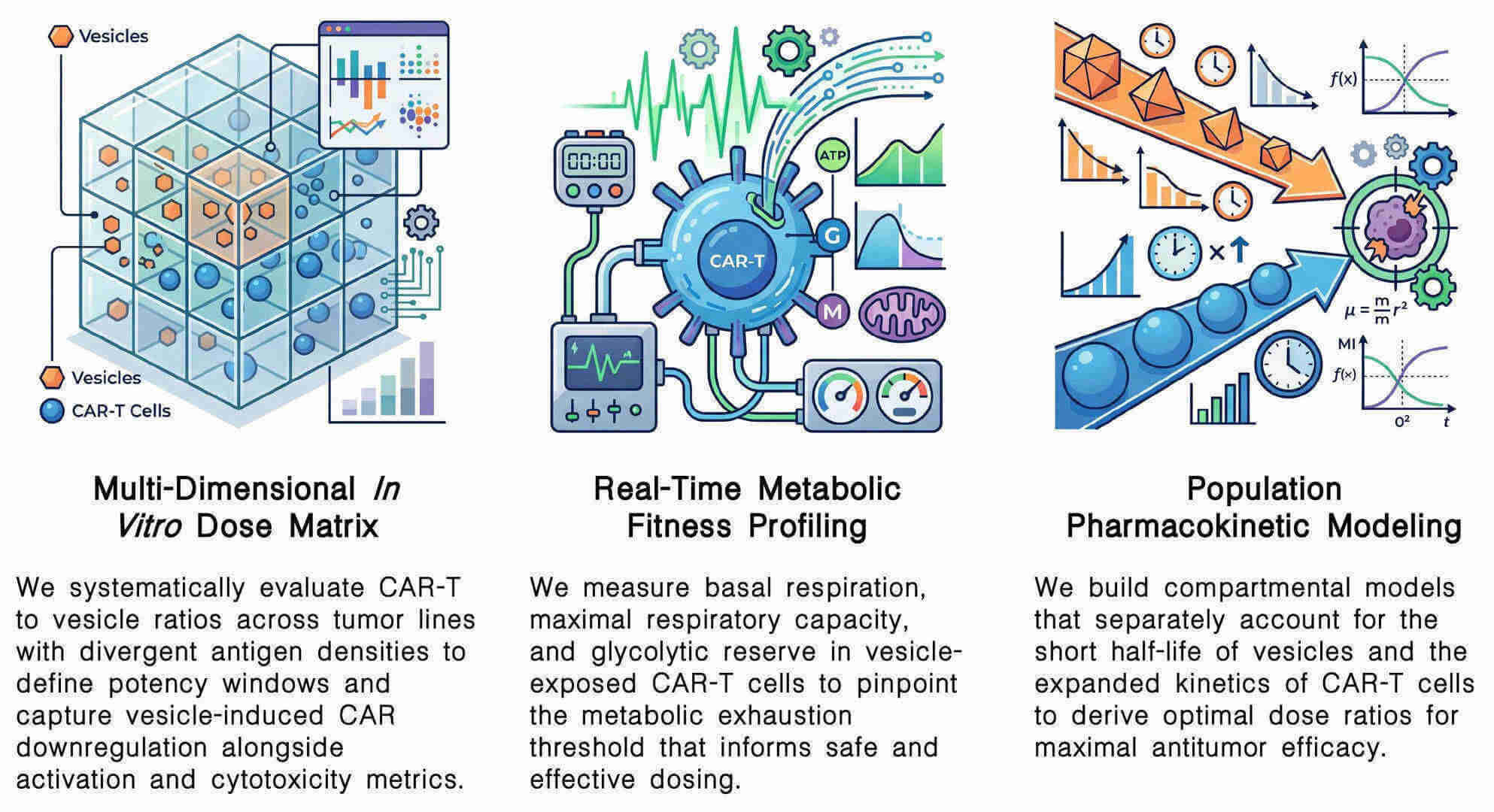 Featured services of dose-response mapping for CAR-T + vesicle clinical protocol design at Creative Biolabs. (Creative Biolabs Original)