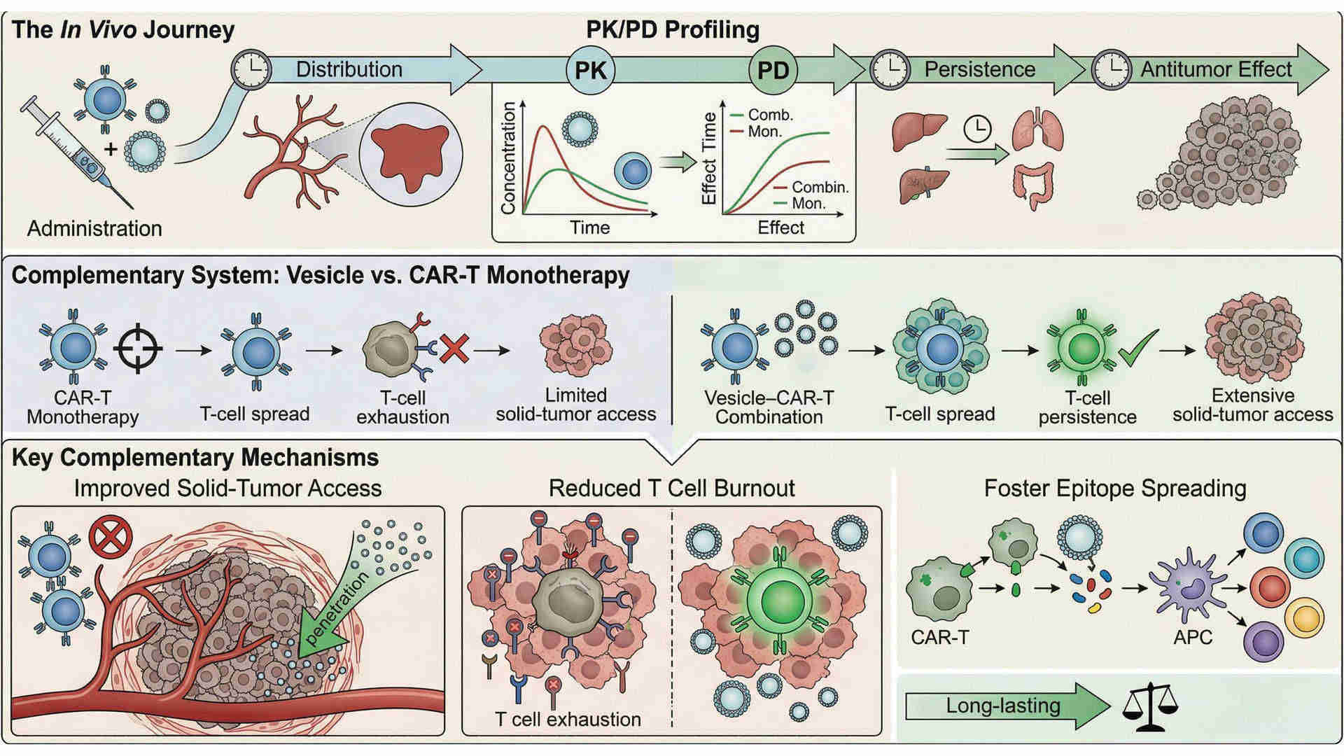 Fig.1 In vivo PK and PD evaluation of combined vesicle and CAR-T therapy. (Creative Biolabs Original)