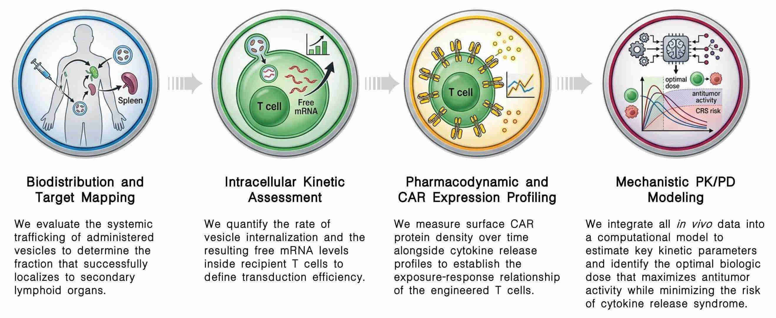 Workflow of in vivo PK/PD profiling of vesicle-CAR-T combinations at Creative Biolabs. (Creative Biolabs Original)