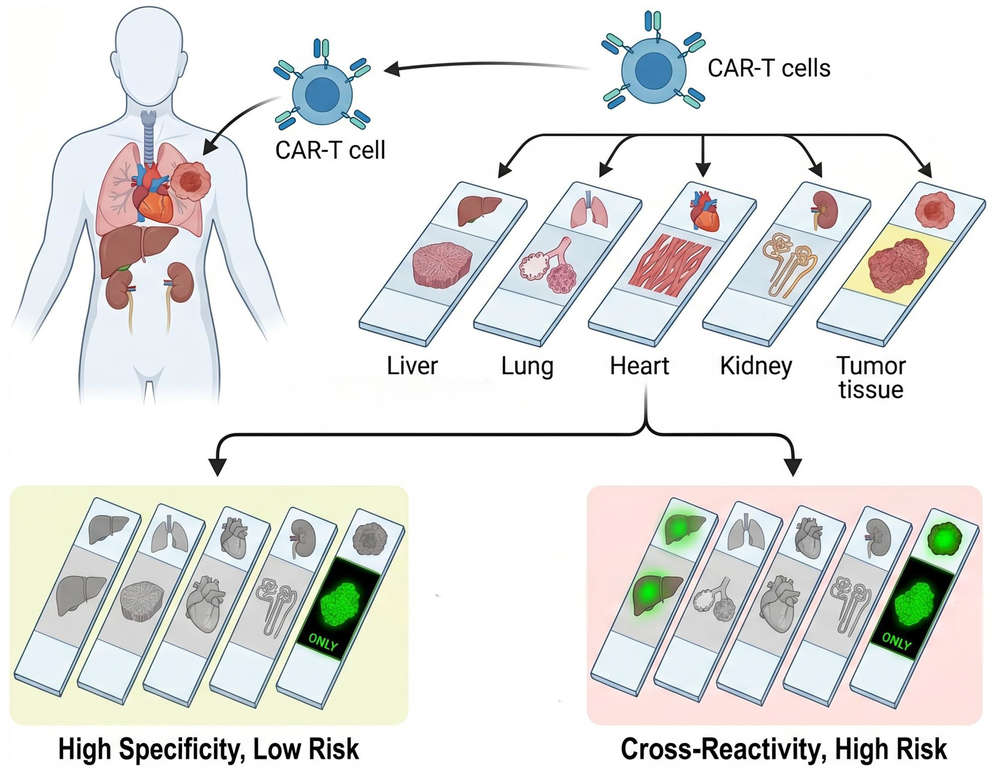 Fig.1 Off-tumor binding assessments for inducible CAR-T antigens. (Creative Biolabs Original)