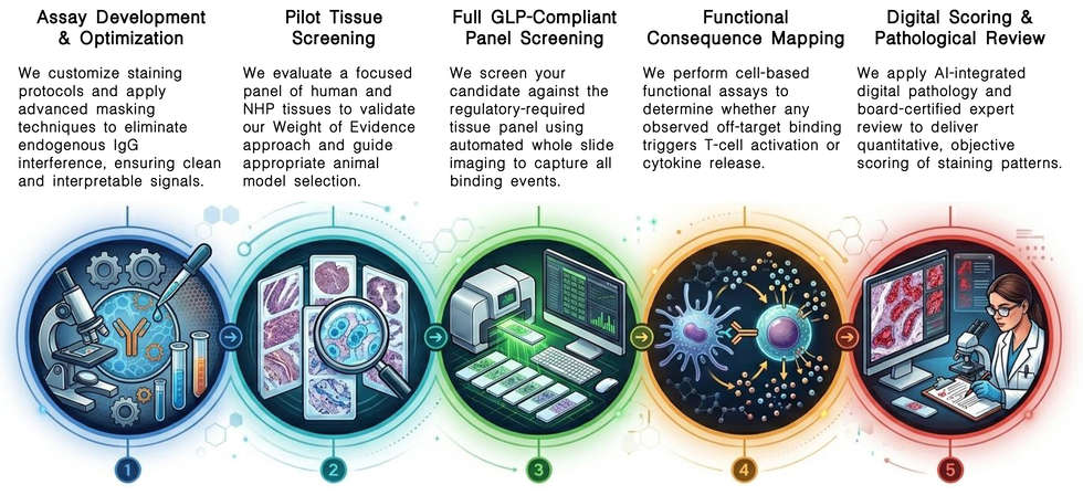 Workflow of TCR studies for induced CAR-T targets at Creative Biolabs. (Creative Biolabs Original)
