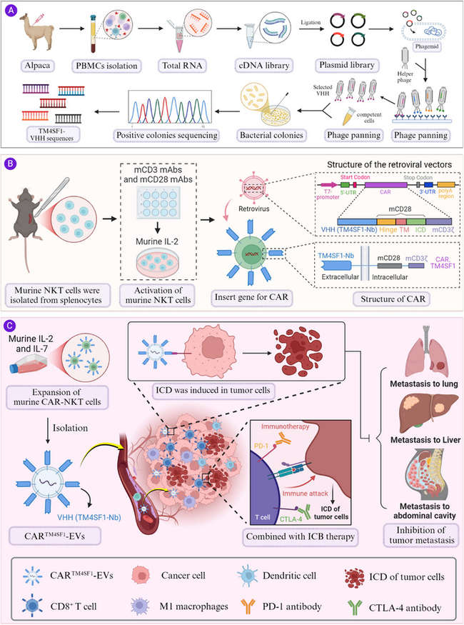 Fig.1 Induction of immunogenic cell death in HCC by CAR‐NKT‐derived EVs. (OA Literature)