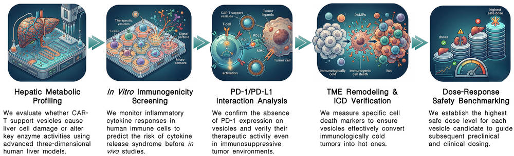 Workflow of hepatotoxicity and immunogenicity testing of CAR-T support vesicles at Creative Biolabs. (Creative Biolabs Original)