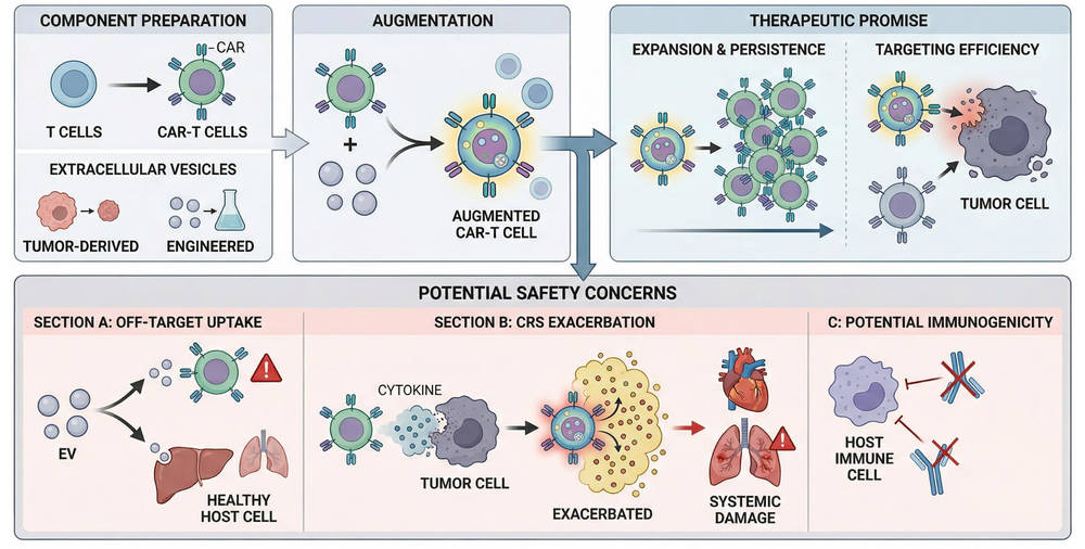 Fig.1 Vesicle-enhanced CAR-T therapies. (Creative Biolabs Original)