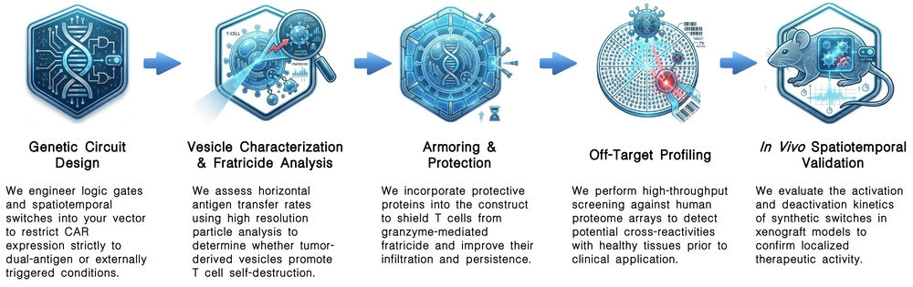 Workflow of off-target risk and safety of vesicle-augmented CAR-T therapies at Creative Biolabs. (Creative Biolabs Original)