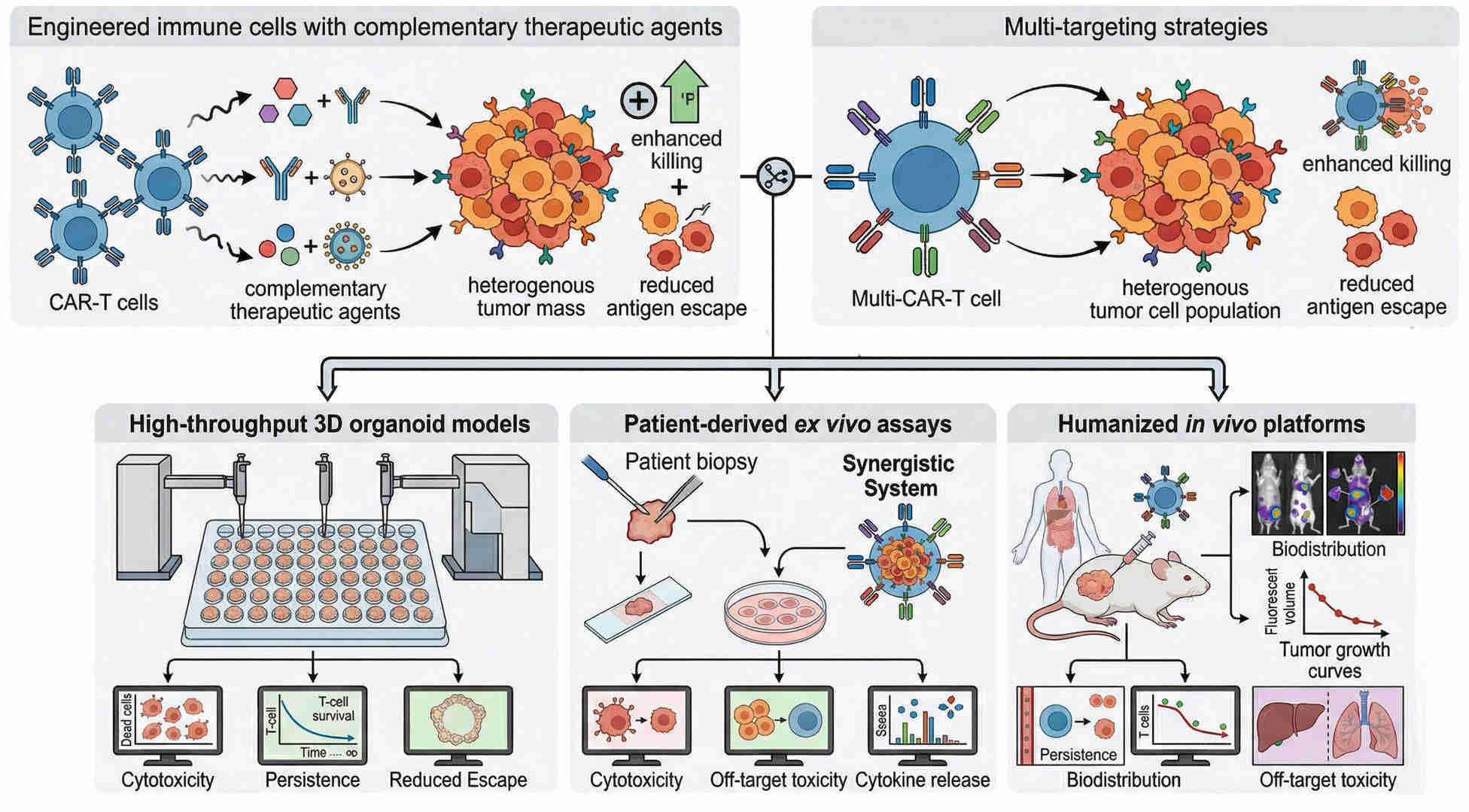 Fig.1 Biological confirmation and safety assurance for CAR-T-based synergistic therapies. (Creative Biolabs Original)